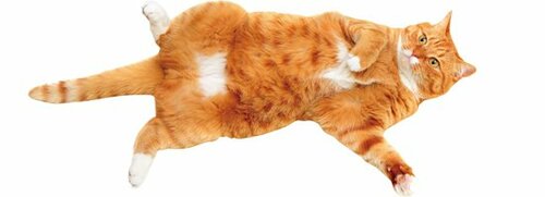 【Q5】おなかを見せているのはなでて欲しいサインなの?