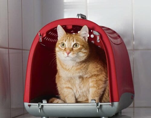 【Q5】動物病院に行くときキャリーに入ってくれない