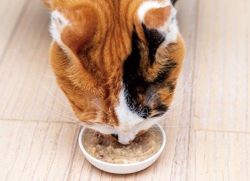 猫用ウェットフードとは? 猫用ウェットフードおすすめ イメージ