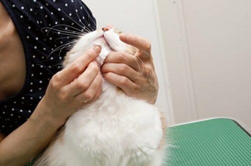 【Q1】ネコの「あごにきび」はどうすれば防げるの？ イメージ2