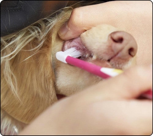 長さのある極細毛で歯周ポケットに届きやすい 犬用歯ブラシおすすめ イメージ
