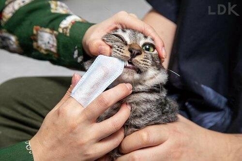 選び方３：磨きやすさ 猫用歯磨きシートおすすめ イメージ
