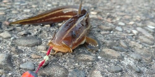 2：魚のトゲや毒から手を守る イメージ