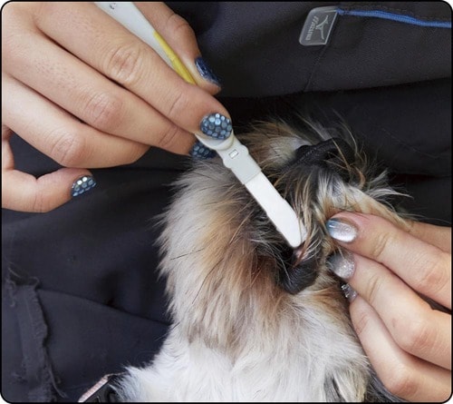 みがいているときにもボディが曲がりやすい 犬用歯ブラシおすすめ イメージ