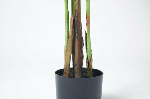 選び方1:枝や葉の質感をチェック イメージ