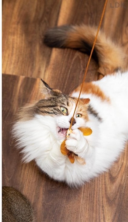 羽音を出すちょうちょに夢中!多くのネコが激しく&楽しく遊ぶ 猫じゃらしおすすめ イメージ