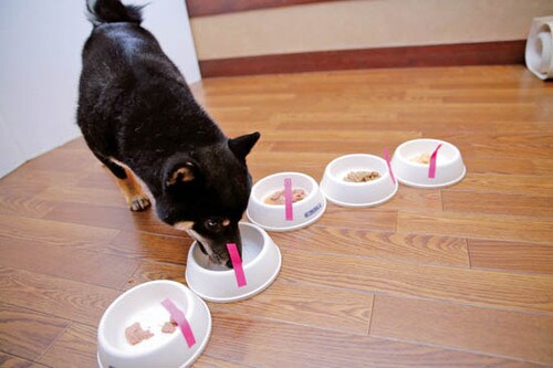 ワンちゃんに食べてもらって3つのチェック項目でジャッジ!