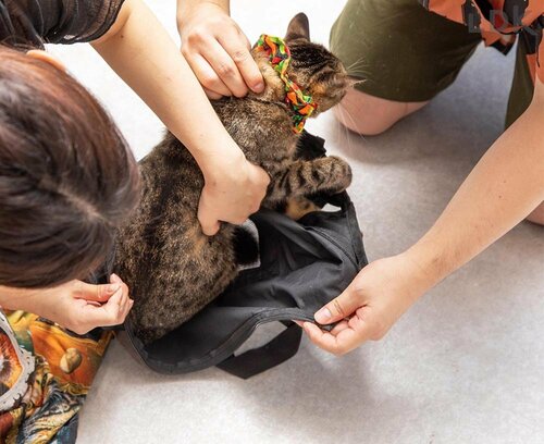 竿などに吊るしてネコのツメをカットする 猫用爪切り補助具おすすめ イメージ