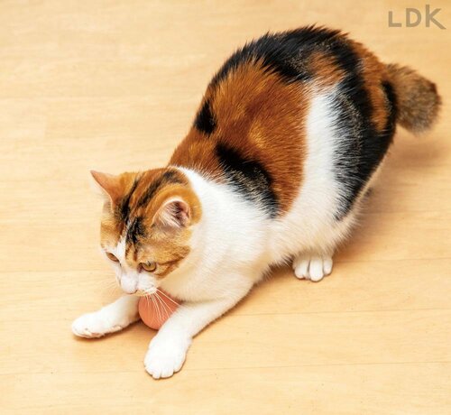 運動不足の解消にピッタリ 猫用おもちゃおすすめ イメージ