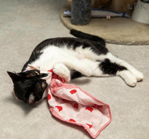 チャーミングすぎる酔いどれネコに変身！ 猫用おもちゃおすすめ イメージ