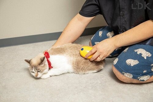 ネコによっては嫌がるかも 猫用ミストブラシおすすめ イメージ