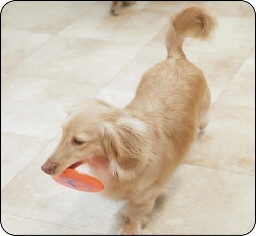 1：夢中度 犬用おもちゃおすすめ イメージ