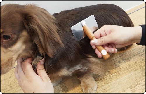 短毛犬・長毛犬どちらにも使用できるのがウリ 犬用ブラシおすすめ イメージ