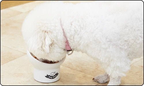 マズルの短い犬は食べづらい 犬用食器おすすめ イメージ
