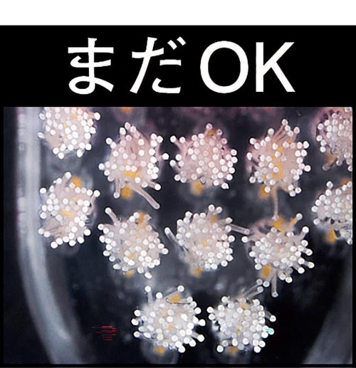 ブラシの毛先が広がったら替え時 歯ブラシおすすめ イメージ2
