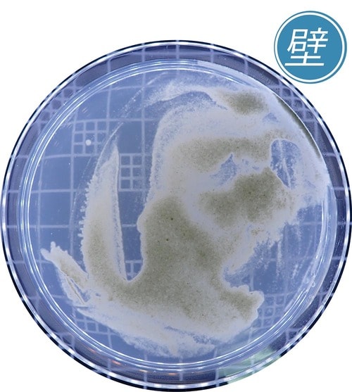 カビ防止力：◯ 防カビ剤おすすめ イメージ