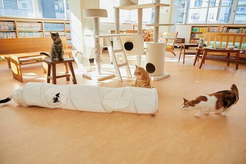 イケア「ルールヴィグ プレイトンネル ネコ用」2