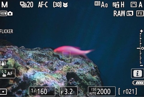 検証結果2:魚 イメージ