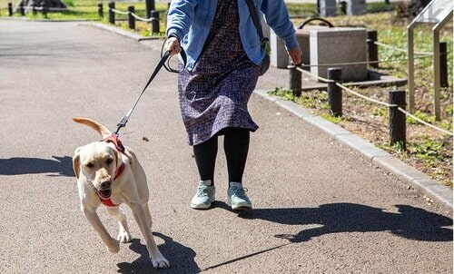 長さや伸縮性はちょうどいい 犬用リードおすすめ イメージ