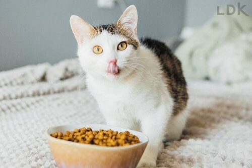 猫用ドライフードとは? 猫用ドライフードおすすめ イメージ