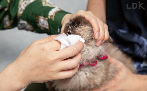 指に巻き付けて磨く 猫用歯磨きシートおすすめ イメージ