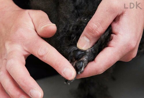 ハリと潤いのあるぷにぷに肉球をキープしてくれる！ 犬用肉球クリームおすすめ イメージ3