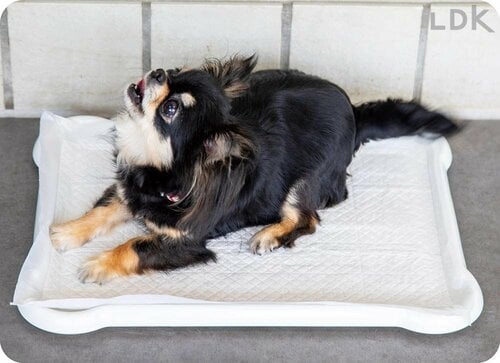 噛まれたり引っかかれたりしやすい 犬用トイレトレーおすすめ イメージ