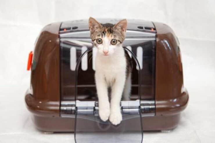 子猫のときは必須！猫用キャリーバッグおすすめ7選｜猫専門の獣医師が4000円以下の人気製品を比較