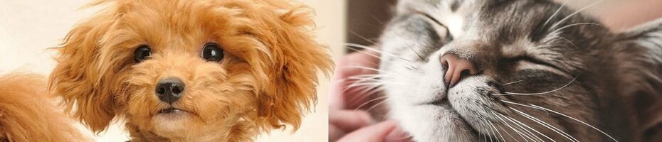 「ペット」の記事一覧