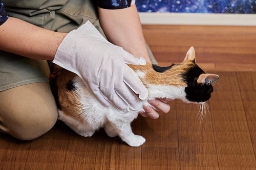 ココがスゴい:手袋型だから圧倒的に拭きやすい! イメージ2