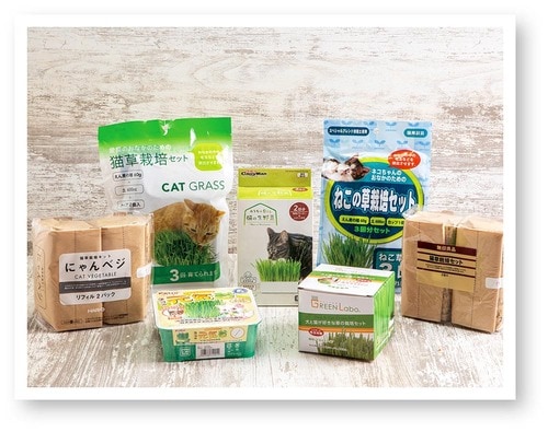 猫草の栽培キットの人気商品を徹底比較 猫草おすすめ イメージ