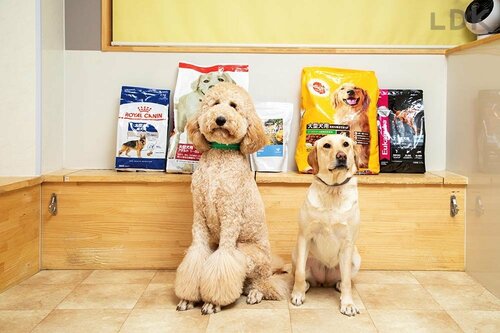 大型犬用フード ドッグフードおすすめ イメージ
