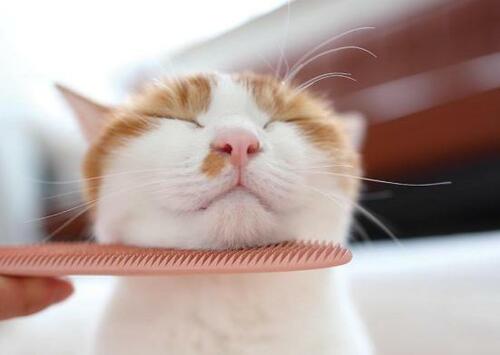 ワタオカ「ねこじゃすり」 イメージ2