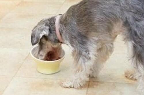 食べやすい&洗いやすい! 犬用食器おすすめ イメージ