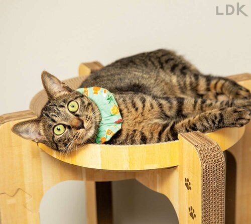 台座だけでなく枠組みでもツメとぎができる 猫用爪とぎおすすめ イメージ