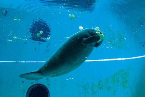 マナティーに癒される
