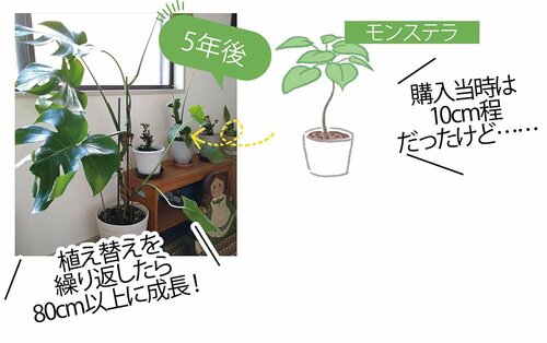 鉢の植え替えで植物がサイズアップ!