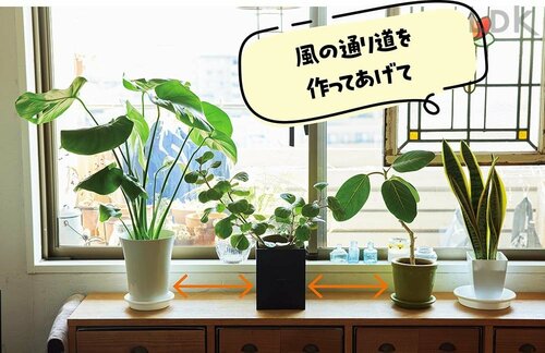 7：まとめて置かない 観葉植物おすすめ イメージ