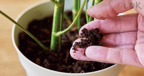 STEP1:土の表面や鉢の重さを確認 ガーデニング用じょうろおすすめ イメージ