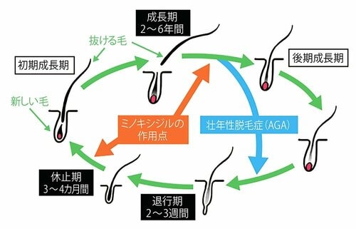 ミノキシジル入り発毛剤が毛母細胞を活性化させる 男性用発毛剤おすすめ イメージ