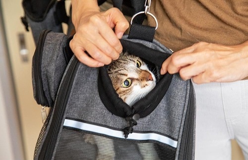 穴を開いた瞬間飛び出しそう 猫用キャリーバッグおすすめ イメージ