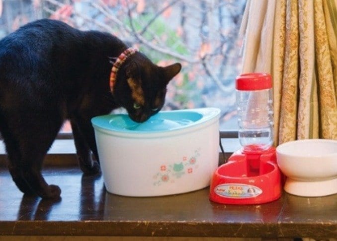 【ネコ用給水器】おすすめ水飲みボウル2選！ 一番よく飲んだのは？｜プロと猫たちが検証