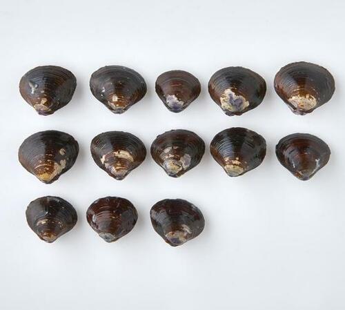 5位: ひかり味噌「おいしい赤だし しじみ」|味噌の使い方が素晴らしい イメージ4