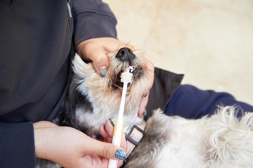 犬に歯磨きは必要? 犬用歯ブラシおすすめ イメージ