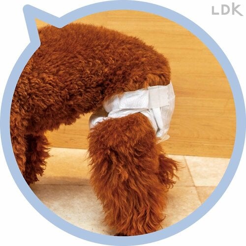 オシッコのサイン付きで便利 犬用おむつおすすめ イメージ