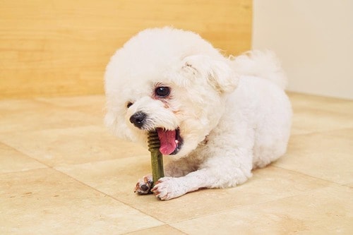 長持ち度 犬用歯磨きガムおすすめ イメージ2