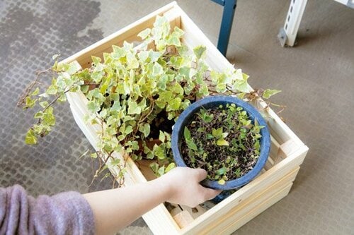 ①雑多なグリーンをまめると寄せ植え風になります！ イメージ