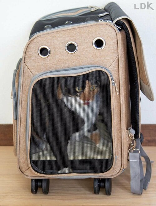 内部にもゆとりあり 猫の防災グッズおすすめ イメージ