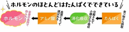 朝のたんぱく質が14時間後に睡眠ホルモンに変身! 粉末プロテインおすすめ イメージ