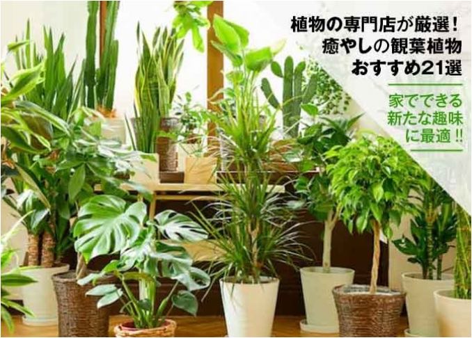 花と植物のプロ厳選 観葉植物おすすめランキング21選 初心者向け品種をサイズ別比較 360life サンロクマル